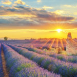 Lavender field at sunset