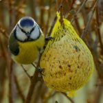 blue-tit-4017944_1280-1024×718